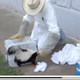 Image for article titled Skunk Whisperer Saves The Day • Men Are Gross And Don't Wash Their Hands